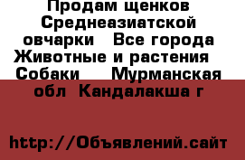 Продам щенков Среднеазиатской овчарки - Все города Животные и растения » Собаки   . Мурманская обл.,Кандалакша г.